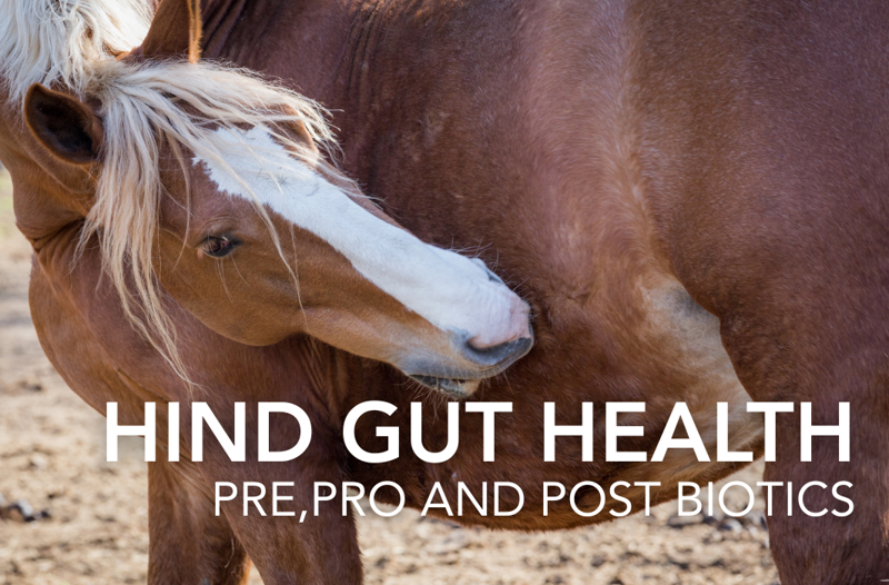 Hind Gut Health - Equine Science Matters™